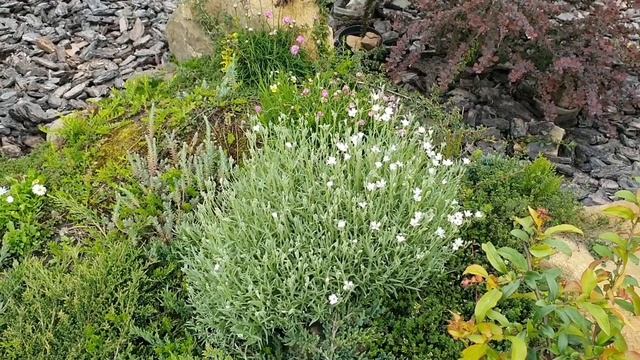 Роговик або ясколка Біберштейна