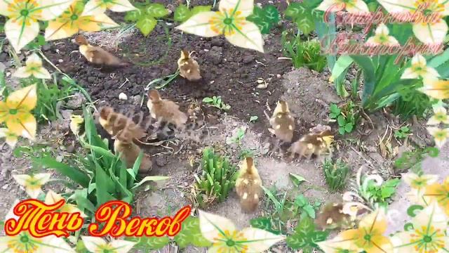 ?Наша утка вывела утят,это их первая прогулка!☀️