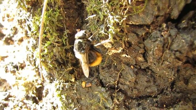 Муха похожая на шмеля смотреть онлайн