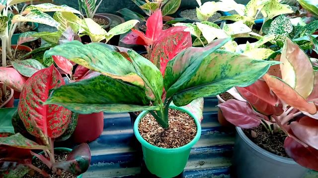 How to Control Mealybug on Aglaonema Plant Organically II Mealybug Problem Solve in 2 Steps II смотреть онлайн