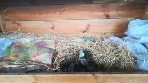 Разведение червя в зимний период на улице.