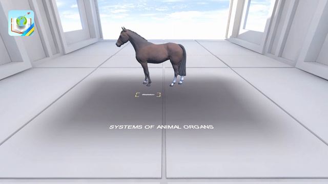 Systems of animal organs смотреть онлайн