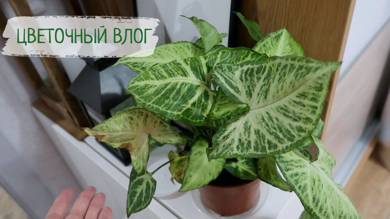 Цветочный влог: филодендрон / сингониум / спатифиллум смотреть онлайн