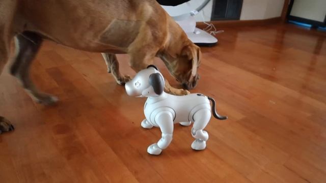 $3,000 vs $300 Dog Challenge! (Blind Dog reacts to Robot Dog) смотреть онлайн