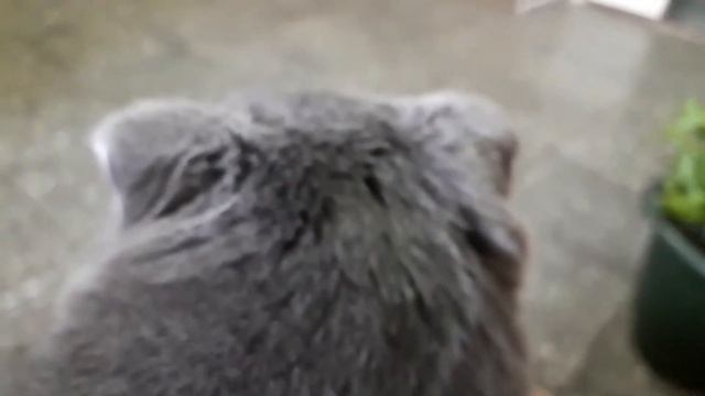 Чипирование кошек. Что это такое и как реально происходит эта процедура??? Реагируют ли на это коты смотреть онлайн