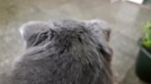 Чипирование кошек. Что это такое и как реально происходит эта процедура??? Реагируют ли на это коты