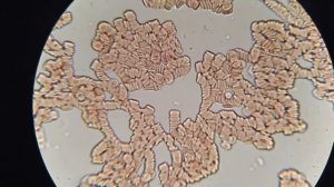 Женское грудное молоко. Уникальный эксперимент