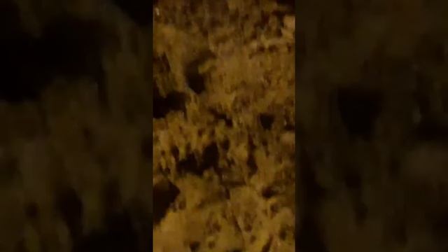 Чёрный таракан в центре города Харькова смотреть онлайн