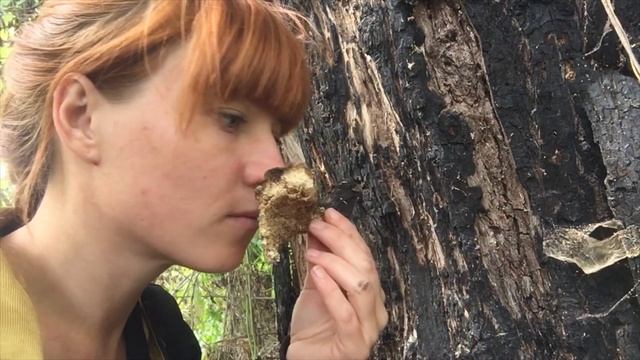 ГРИБЫ РЯДОМ... ГРИБЫ И РАСТЕНИЯ ВОКРУГ ДОМА. Часть 3 смотреть онлайн