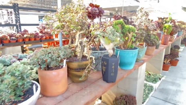Touring You Through My Favorite Spot For Imported #suculentas - Video #54 смотреть онлайн