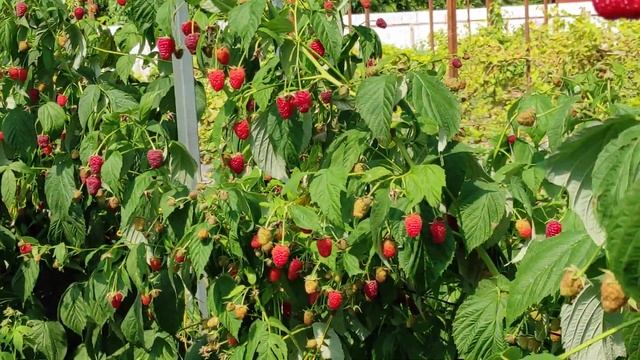 Малина Мапема на 30 июля 2021 г. смотреть онлайн