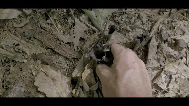 Black Trumpet Mushrooms 2022 and Huge Chanterelles смотреть онлайн