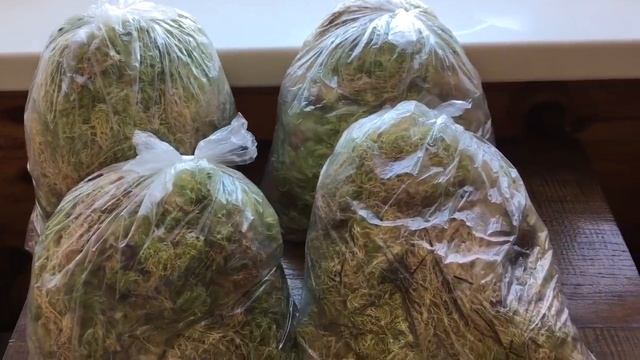 106)?Получила живой мох от Любови.....