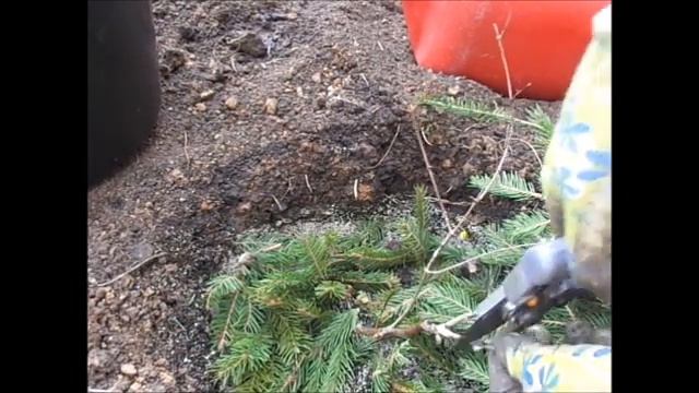 Метельчатая гортензия.Посадка.Уход. смотреть онлайн