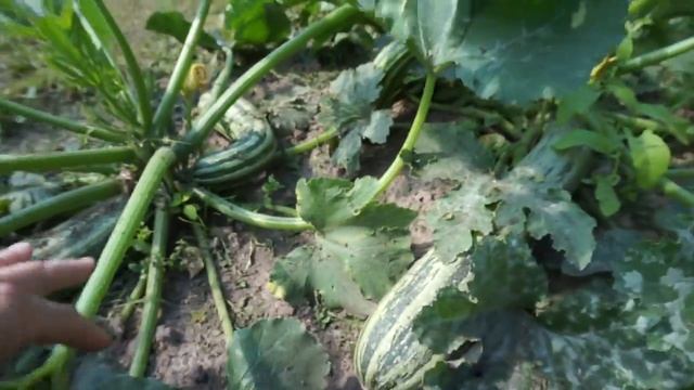 Обзор урожая кабачков! Мы на даче. Лето. 2016. Июнь-июль. смотреть онлайн