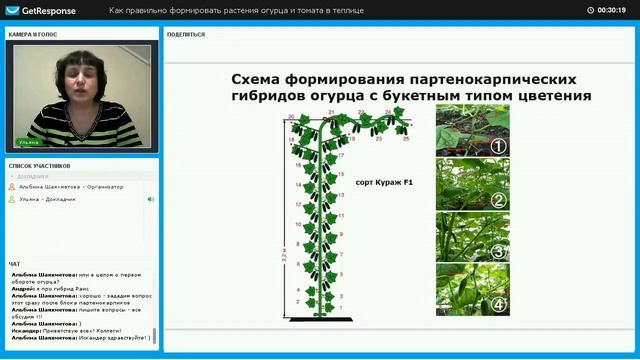 Формирование огурца Кураж в теплице смотреть онлайн