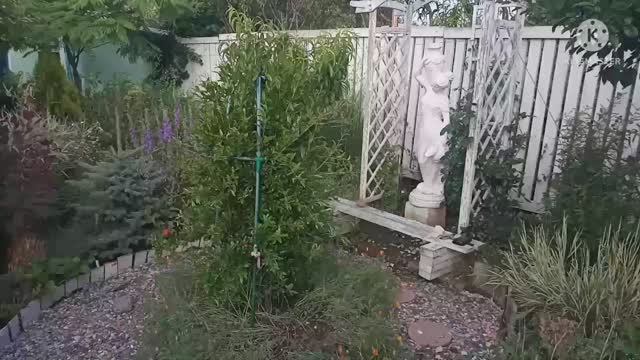 Растения в зоне отдыха. Подробный обзор растений отдельного уголка в парке. смотреть онлайн