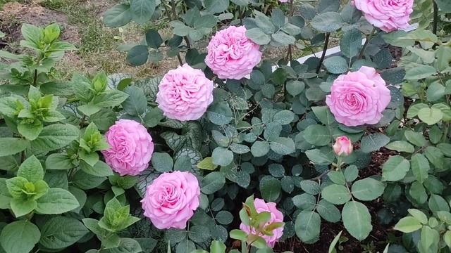 РОЗА ЭШЛИ (Ashley, Tantau, 2014), ШЕДЕВР в каждый сад!!!