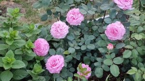 РОЗА ЭШЛИ (Ashley, Tantau, 2014), ШЕДЕВР в каждый сад!!!