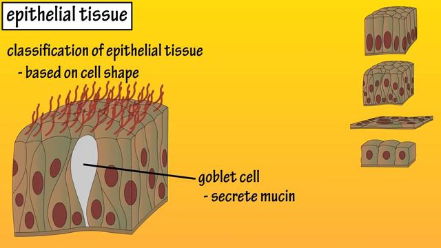 Epithelial Tissue - What Is Epithelial Tissue - Functions Of Epithelial Tissue - Epithelial Cells смотреть онлайн