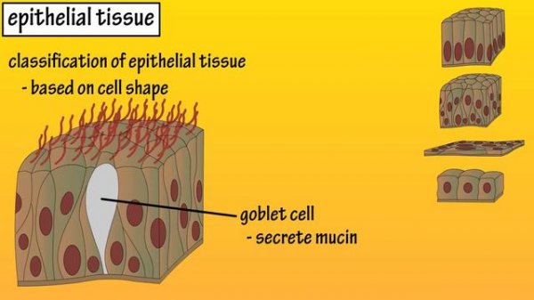 Epithelial Tissue - What Is Epithelial Tissue - Functions Of Epithelial Tissue - Epithelial Cells