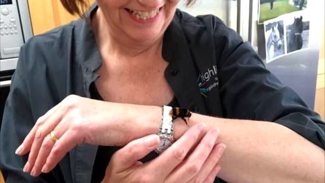 Эта женщина спасла шмеля-королеву, они стали лучшими друзьями смотреть онлайн