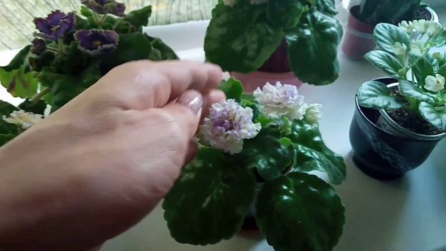 Что любят Фиалки? Как ухаживать чтобы цвели круглый год? Фиалки у Алисы. смотреть онлайн