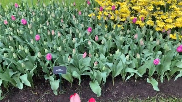 ВЛОГ?? Королевский парк тюльпанов KEUKENHOF! | райское место | Нидерланды-2023 | Жизнь в Германии