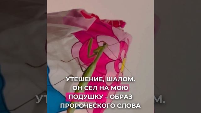ПРОРОЧЕСКОЕ ДЕЙСТВИЕ С ПОСЕЩЕНИЕМ БОГОМОЛА смотреть онлайн