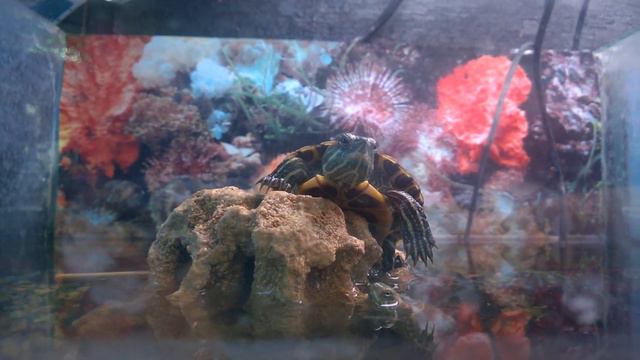 Черепаха танцует смотреть онлайн