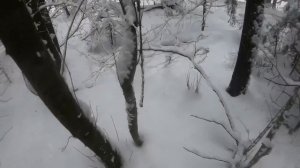 Очередная яркая работа русско-европейских лаек!!!!