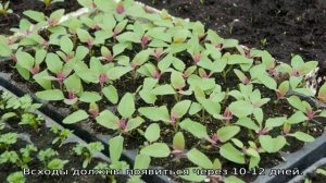 Шпинат земляничный — выращивание и уход