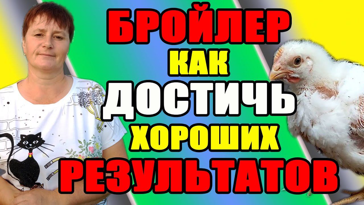 БРОЙЛЕР, как достигать хороших результатов. смотреть онлайн