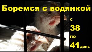 Бройлер Кобб - 500. Содержание, питание и потери с 38 по 41 день.