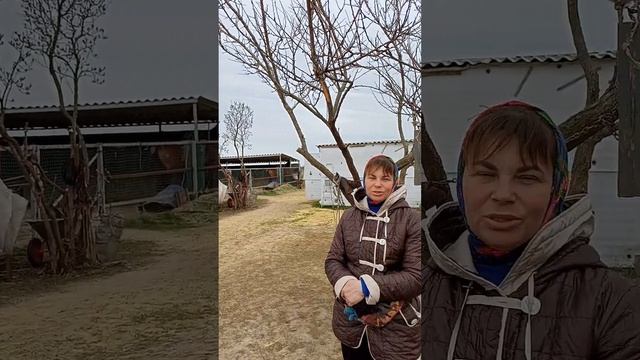 Конюшня Камелот в Россоши.Прокат ,экскурсии и т.д.и т.п.) смотреть онлайн