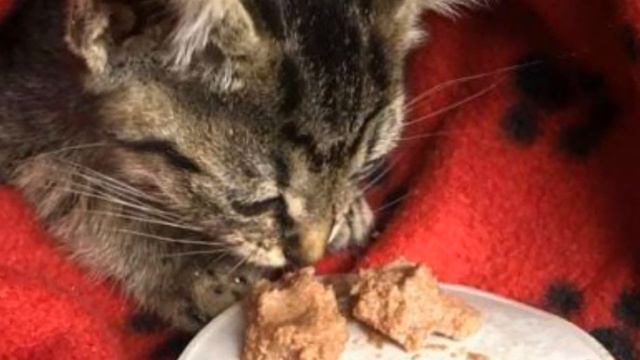 Лапки котёнка были в гипсе - оказалось, что они не повреждены, это просто была чья-то злая шутка… смотреть онлайн