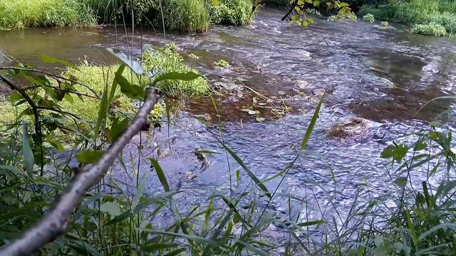 Вид на реку (1)🌳🌊🍀 смотреть онлайн