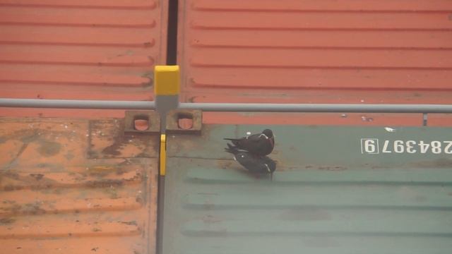 Как размножаются птицы.Inca Tern.Крачка-инка смотреть онлайн