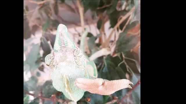 Hang Drum Chill Music - Entspannungsmusik - Meditationsmusik