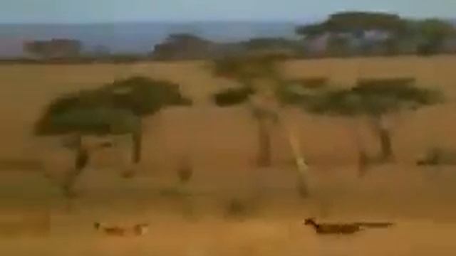 Человек быстрее бегает чем Леопарда ?? смотреть онлайн
