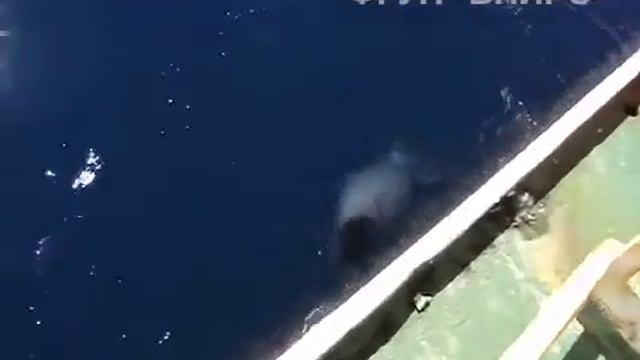 Gigantischer Tintenfisch neben Fischerboot gefangen смотреть онлайн