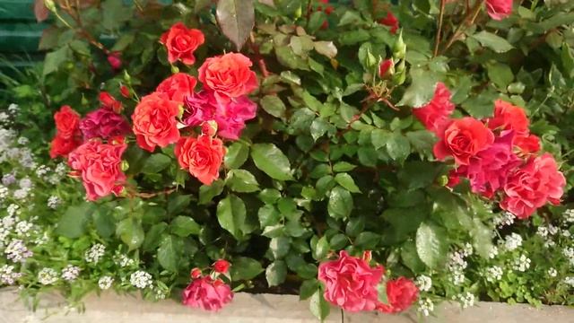 Роза Cinco de Mayo смотреть онлайн