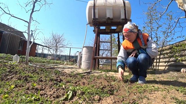 ЧТО У НАС ВЫРОСЛО В ОГОРОДЕ. ЖИЗНЬ У МОРЯ. смотреть онлайн