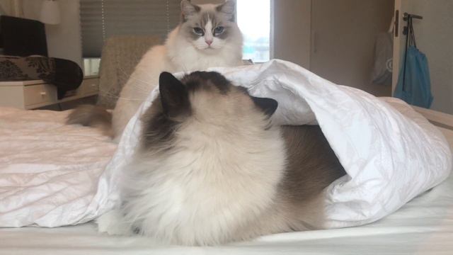 Ragdoll cats play fighting смотреть онлайн
