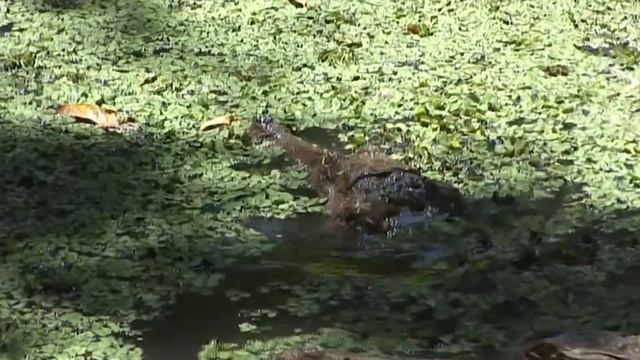 The Dangerous Animals In The Heart Of Australia's Billabong | Real Wild Documentary