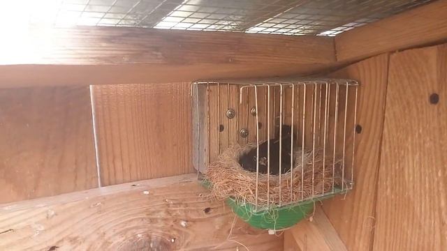 Размножение чижей в домашних условиях. (Carduelis atrata) смотреть онлайн