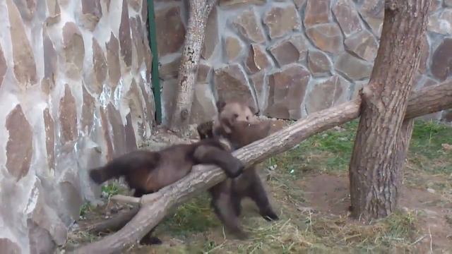 Медвежата в Экзотик-парке. смотреть онлайн