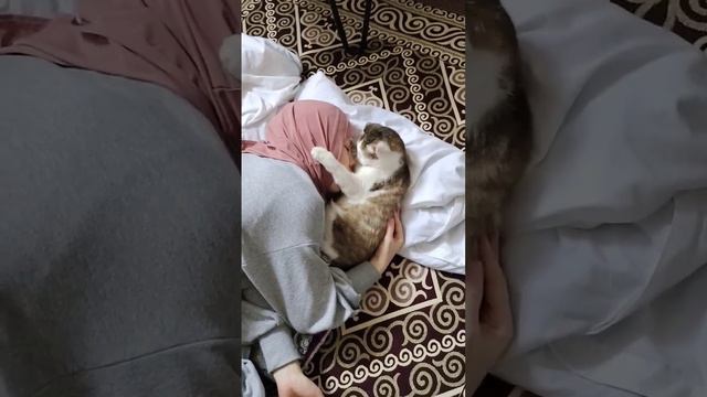 я ее нашла на улице когда были морозы -45. кончики ушей и хвоста отморозила. #милота #любовь #кошки смотреть онлайн