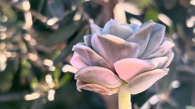 Echeveria Lovely Rose Variegated