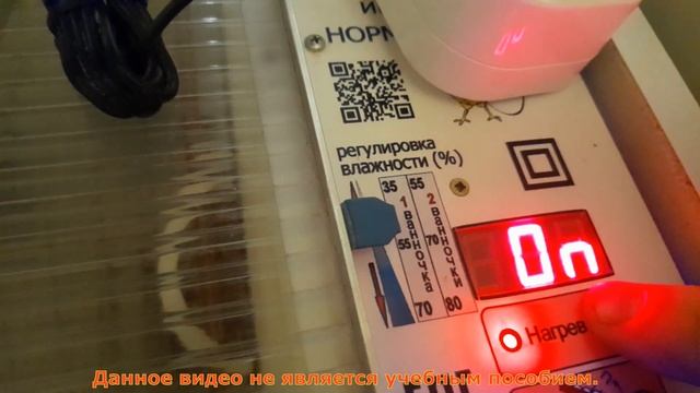 Инкубация утиного яйца Температура, датчик на яйцо смотреть онлайн